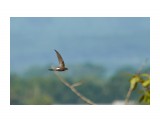 Белопоясный стриж
Фотограф: VictorV
Fork-tailed Swift

Просмотров: 624
Комментариев: 0