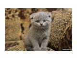 8b0fa8a59995e31ef9cc8eba140ead36