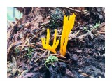 Семейство Рогатиковые.Clavulinopsis Corallinorosacea.
Яркие, тоненькие грибочки. Сейчас их высота около 2-3 см.

Просмотров: 820
Комментариев: 0