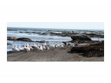 Домашние гуси направились искупаться в Охотском море

Просмотров: 1210
Комментариев: 0