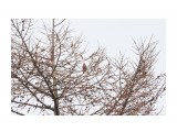 Снегирь, Уссурийский
Фотограф: VictorV

Просмотров: 781
Комментариев: 0