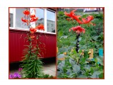 MyCollages

Просмотров: 274
Комментариев: 0