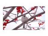 Passer montanus