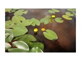 Nuphar pumila