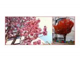 MyCollages
Сакура. Одно и то же дерево весной и осенью

Просмотров: 258
Комментариев: 0