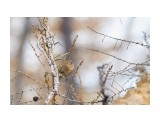 Сибирская чечевица
Фотограф: VictorV
Pallas's Rosefinch

Просмотров: 390
Комментариев: 0