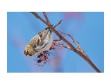Common Redpoll
Фотограф: VictorV
Чечетка

Просмотров: 433
Комментариев: 0