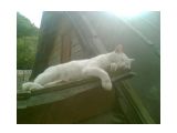 мой котяра