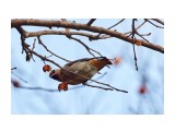 Japanese Waxwing
Фотограф: VictorV
Японский (амурский) свиристель

Просмотров: 584
Комментариев: 2