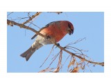 Щур
Фотограф: VictorV
Pine Grosbeak

Просмотров: 397
Комментариев: 1