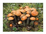 *7

Просмотров: 2554
Комментариев: 0