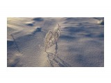 Однажды морозным утром
Фотограф: vikirin

Просмотров: 1533
Комментариев: 0