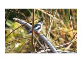 Большой пестрый дятел
Фотограф: VictorV
Great Spotted Woodpecker

Просмотров: 1755
Комментариев: 2