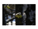 В лесном сумраке..
Фотограф: vikirin

Просмотров: 1220
Комментариев: 0