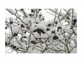 Боярышник под снегом ))
Фотограф: VictorV

Просмотров: 1070
Комментариев: 0