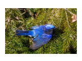 Синяя мухоловка?
Cyanoptila cyanomelana

Просмотров: 662
Комментариев: 0