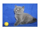 Название: кошка 3
Фотоальбом: котята
Категория: Животные

Время съемки/редактирования: 2012:04:15 15:47:16
Фотокамера: Canon - Canon EOS 1000D
Диафрагма: f/4.5
Выдержка: 1/60
Фокусное расстояние: 33/1



Просмотров: 481
Комментариев: 0