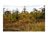 Осень лиственичная..
Фотограф: vikirin

Просмотров: 959
Комментариев: 0
