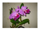 Cattleya labiata ("Helena" x "Nomura")
4 цветочка

Просмотров: 563
Комментариев: 