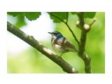Siberian Blue Robin
Фотограф: VictorV
Синий соловей

Просмотров: 346
Комментариев: 3