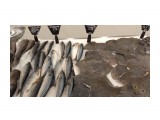 Разная рыба в Ашане

Просмотров: 350
Комментариев: 0