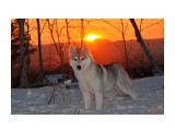 На закате
ATLANTERRA TIGER LILLY ~TIGGY~

Просмотров: 1132
Комментариев: 