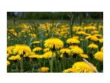 Поля-одуванчики..
Фотограф: vikirin

Просмотров: 2709
Комментариев: 0