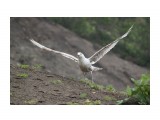 Название: Аааааххх!!!!!
Фотоальбом: ЧАЙКИ...
Категория: Природа
Фотограф: vikirin

Время съемки/редактирования: 2012:07:08 15:21:52
Фотокамера: Canon - Canon EOS Kiss X3
Диафрагма: f/5.6
Выдержка: 1/2000
Фокусное расстояние: 250/1



Просмотров: 2254
Комментариев: 0