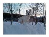 Жужа
Фотограф: Модженок В.Ф.

Просмотров: 693
Комментариев: 0