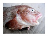 Морской слизень (липарис)    
Фотограф: 7388PetVladVik

Просмотров: 6573
Комментариев: 0