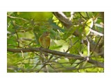 Синехвостка
Фотограф: VictorV
Orange-flanked Bush-robin

Просмотров: 531
Комментариев: 0