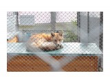 Лис вздремнул после обеда
Фотограф: vikirin

Просмотров: 1529
Комментариев: 0