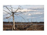 Старый Набильский залив. Дерево-мельница
Фотограф: vikirin

Просмотров: 1289
Комментариев: 0