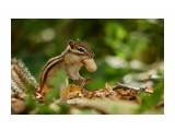 тихонечко, нацыпочках...  :)
Фотограф: Tsygankov Yuriy

Просмотров: 558
Комментариев: 0