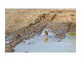 Эх, столько воды я не выпью )
Фотограф: VictorV

Просмотров: 503
Комментариев: 0