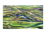 Японский анчоус
На море, в траве куча этой рыбки.

Просмотров: 1377
Комментариев: 0