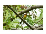 Narcissus Flycatcher, male
Фотограф: VictorV
Японская мухоловка, самец

Просмотров: 355
Комментариев: 0