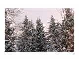 Зимний лес.. декабрь...
Фотограф: vikirin

Просмотров: 2159
Комментариев: 0