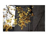 Березовые капли..
Фотограф: vikirin

Просмотров: 3067
Комментариев: 0