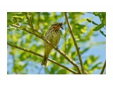 Пятнистый конёк
Фотограф: VictorV
Olive-backed Pipit

Просмотров: 512
Комментариев: 1