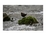 Оляпка
Фотограф: Tsygankov Yuriy

Просмотров: 234
Комментариев: 0