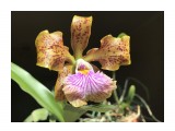 Cattleya velutina

Просмотров: 656
Комментариев: 