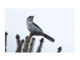Great Grey Shrike
Фотограф: VictorV
Серый сорокопут

Просмотров: 408
Комментариев: 0