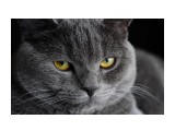***

Просмотров: 649
Комментариев: 0