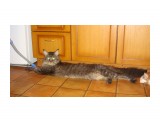 Название: Котяра
Фотоальбом: Животные
Категория: Животные

Время съемки/редактирования: 2010:12:10 23:39:44
Фотокамера: SONY - DSC-T70
Диафрагма: f/3.5
Выдержка: 10/400
Фокусное расстояние: 633/100
Светочуствительность: 500


Просмотров: 1613
Комментариев: 2