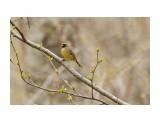 Masked Bunting
Фотограф: VictorV

Просмотров: 392
Комментариев: 1