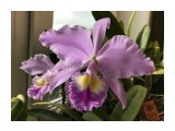 Cattleya gaskelliana

Просмотров: 763
Комментариев: 