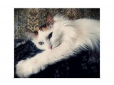 Крошка-Баська
Фотограф: sSsTINKER

Просмотров: 3447
Комментариев: 0