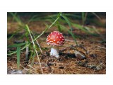 Мухомор

Просмотров: 3171
Комментариев: 0