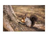 Побольше бы орешков!
Фотограф: Tsygankov Yuriy

Просмотров: 354
Комментариев: 0